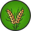 wheat