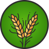 wheat wheat